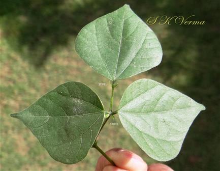 Leaf-Adaxial view